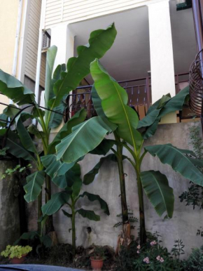 Guesthouse Fistashka